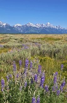 Jackson Hole Wyoming with the beautiful Grand Tetons mountain range and fields with Jackson Hole Wyoming with the beautiful Grand Tetons mountain range and fields with