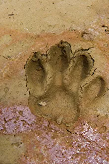 Jaguar (Panthera onca) Footprints, Yasuni National Park, Amazon Rainforest, ECUADOR Jaguar (Panthera onca) Footprints, Yasuni National Park, Amazon Rainforest, ECUADOR