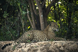 Jaguar (Panthera onca) male, Northern Pantanal, Mato Grosso, Brazil, (Adriano) Jaguar (Panthera onca) male, Northern Pantanal, Mato Grosso, Brazil, (Adriano)