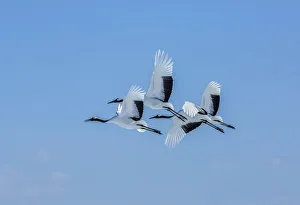 Japan, Hokkaido. Japanese cranes flying. Credit as: Jim Zuckerman / Jaynes Gallery Japan, Hokkaido. Japanese cranes flying. Credit as: Jim Zuckerman / Jaynes Gallery