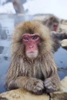 Japanese macaque (Macaca fuscata)/ Snow monkey, Joshin-etsu National Park, Honshu, Japan Japanese macaque (Macaca fuscata)/ Snow monkey, Joshin-etsu National Park, Honshu, Japan