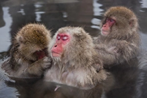 Japanese macaque (Macaca fuscata)/ Snow monkey, Joshin-etsu National Park, Honshu, Japan Japanese macaque (Macaca fuscata)/ Snow monkey, Joshin-etsu National Park, Honshu, Japan
