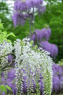Japanese Wisteria, Longwood Gardens, Kennett Square, Pennsylvania, USA Japanese Wisteria, Longwood Gardens, Kennett Square, Pennsylvania, USA