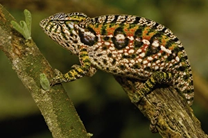 Jewel chameleon (Furcifer lateralis) commonly encountered across the island except in NW MADAGASCAR Jewel chameleon (Furcifer lateralis) commonly encountered across the island except in NW MADAGASCAR