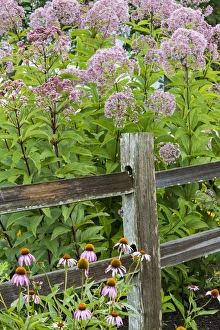 Joe Pye Weed (Eutrochium purpureum) and Purple Coneflowers (Echinacea purpurea) along fence Joe Pye Weed (Eutrochium purpureum) and Purple Coneflowers (Echinacea purpurea) along fence