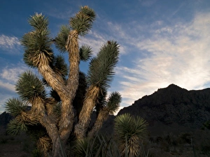 Joshua Tree in Red Rock Canyon Conservation Area, Nevada; sunset Joshua Tree in Red Rock Canyon Conservation Area, Nevada; sunset