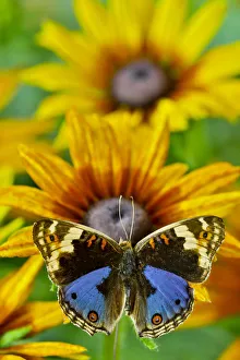 Junonia orithya a small tropical butterfly on golden hirta daisies Junonia orithya a small tropical butterfly on golden hirta daisies