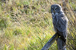 A juvenal Great Grey Owl, the largest owl in the world, is distributed ac ross the A juvenal Great Grey Owl, the largest owl in the world, is distributed ac ross the