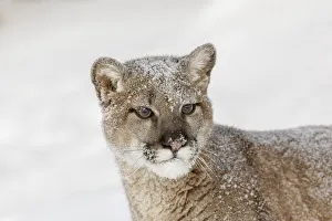 Juvenile mountain lion in deep winter snow, controlled situation, Montana, Puma concolor Juvenile mountain lion in deep winter snow, controlled situation, Montana, Puma concolor