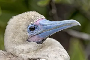Juvenile Red-footed booby. Genovesa Island, Galapagos Islands, Ecuador Juvenile Red-footed booby. Genovesa Island, Galapagos Islands, Ecuador
