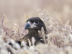 Juvenile striated caracara, protected, endemic to the Falkland Islands Juvenile striated caracara, protected, endemic to the Falkland Islands