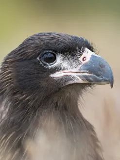 Juvenile with typical pale skin in face. Striated Caracara or Johnny Rook, protected Juvenile with typical pale skin in face. Striated Caracara or Johnny Rook, protected