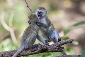 Two juvenile vervet monkey (Cercopithecus aethiops) balance on a log fighting, Lake Two juvenile vervet monkey (Cercopithecus aethiops) balance on a log fighting, Lake