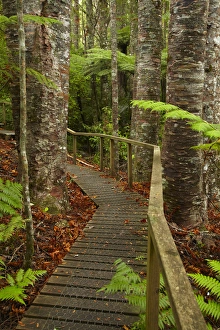 Kauri Trees and walking track, Parry Kauri Park, Warkworth, Auckland Region, North Island Kauri Trees and walking track, Parry Kauri Park, Warkworth, Auckland Region, North Island