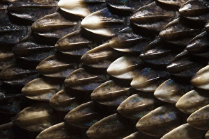 Keeled Scale Detail Eastern Diamondback Rattlesnake (Crotalus adamanteus) Keeled Scale Detail Eastern Diamondback Rattlesnake (Crotalus adamanteus)