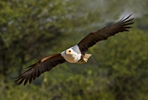Bird Of Prey Flying Prints: Kenya. Fish eagle in flight