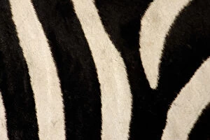Images Dated 6th September 2004: Kenya, Masai Mara. Close-up of common zebras pattern of stripes