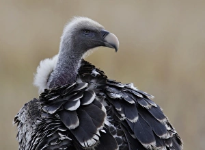 Kenya, Masai Mara, Keekorok Lodge. Close-up of Ruppells griffon vulture Kenya, Masai Mara, Keekorok Lodge. Close-up of Ruppells griffon vulture