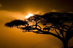 Kenya, Samburu National Reserve. Leopard silhouette in acacia tree Kenya, Samburu National Reserve. Leopard silhouette in acacia tree