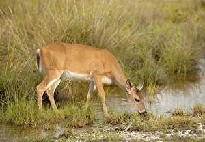 Key Deer feeding along freshwater pond, Odocoileus virgianus clavium, National Key Keer Refuge Key Deer feeding along freshwater pond, Odocoileus virgianus clavium, National Key Keer Refuge