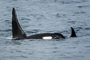 Killer whale or orca pod (Orcinus orca), Resurrection Bay, Kenai Fjords National Park, Alaska, USA Killer whale or orca pod (Orcinus orca), Resurrection Bay, Kenai Fjords National Park, Alaska, USA