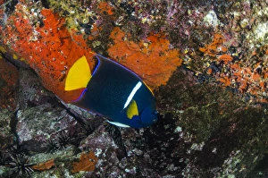 King Angelfish (Holacanthus passer) GALAPAGOS ISLANDS, Ecuador, South America King Angelfish (Holacanthus passer) GALAPAGOS ISLANDS, Ecuador, South America