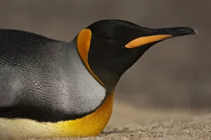 Images Dated 29th December 2007: King Penguin (Aptenodytes p. patagonica). Saunders Island. FALKLAND ISLANDS