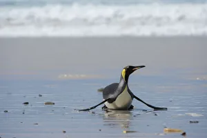 King penguin, Aptenodytes patagonica, coming ashore King penguin, Aptenodytes patagonica, coming ashore