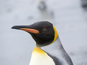King Penguin (Aptenodytes patagonicus) rookery on Salisbury Plain in the Bay of Isles King Penguin (Aptenodytes patagonicus) rookery on Salisbury Plain in the Bay of Isles