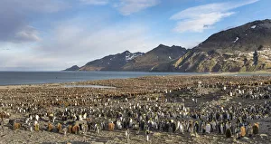 King Penguin (Aptenodytes patagonicus) rookery in St. Andrews Bay. South Georgia Island King Penguin (Aptenodytes patagonicus) rookery in St. Andrews Bay. South Georgia Island