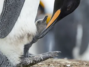 King Penguin chick balancing on the feet of a parent, Falkland Islands King Penguin chick balancing on the feet of a parent, Falkland Islands