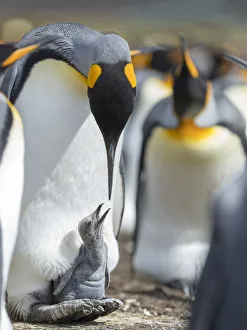 King Penguin chick begging for food while resting on the feet of a parent, Falkland Islands King Penguin chick begging for food while resting on the feet of a parent, Falkland Islands