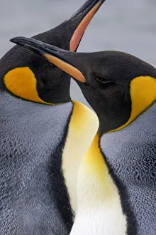 King penguin close-up showing the colorful curves of their feathers. St. Andrews Bay King penguin close-up showing the colorful curves of their feathers. St. Andrews Bay