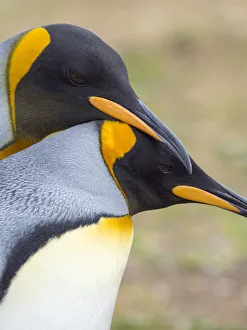 King Penguin courtship display, Falkland Islands King Penguin courtship display, Falkland Islands