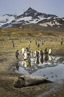 King penguin rookery. St. Andrews Bay, South Georgia Islands King penguin rookery. St. Andrews Bay, South Georgia Islands