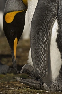 King Penguins (Aptenodytes p. patagonica), an adult with a day old chick on its feet King Penguins (Aptenodytes p. patagonica), an adult with a day old chick on its feet