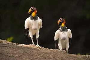 King Vulture (Sarcoramphus papa) Rainforest Rewa River GUYANA. South America King Vulture (Sarcoramphus papa) Rainforest Rewa River GUYANA. South America