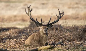The Kings Deer (Red Deer) are native to the UK and can be found in old park reserves The Kings Deer (Red Deer) are native to the UK and can be found in old park reserves
