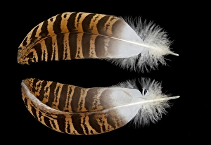 Kori Bustard Feathers black background and reflection Kori Bustard Feathers black background and reflection