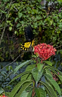 Kuala Lumpur, Malaysia. Gardens of Butterfly Park Kuala Lumpur, Malaysia. Gardens of Butterfly Park