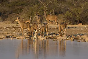 Kudo small grouping evening light waters edge, Etosha National Park Kudo small grouping evening light waters edge, Etosha National Park