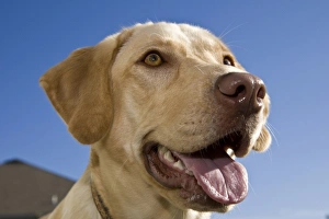 Close Up Dog Face Prints: A Labrador Retriever