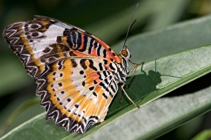 A lacewing butterfly at the Butterfly Farm on St. Martin A lacewing butterfly at the Butterfly Farm on St. Martin