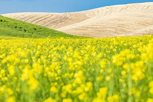 Lacrosse, Washington State, USA. Blooming canola field in the Palouse hills Lacrosse, Washington State, USA. Blooming canola field in the Palouse hills