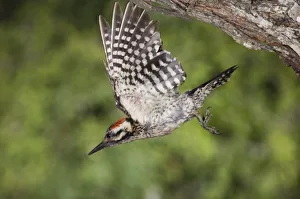 Ladder-backed Woodpecker, Picoides scalaris, male in flight leaving nesting cavity Ladder-backed Woodpecker, Picoides scalaris, male in flight leaving nesting cavity
