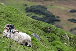 Lanark blackface ram on the Fanad Peninsula, Ireland Lanark blackface ram on the Fanad Peninsula, Ireland