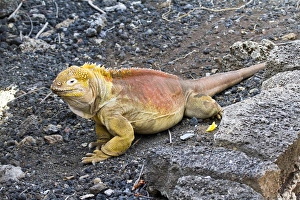 Land iguana at Darwin Center, Santa Cruz Island, Galapagos Islands Land iguana at Darwin Center, Santa Cruz Island, Galapagos Islands