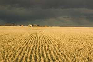 Environmentally Friendly Farming Practices Prints: 02