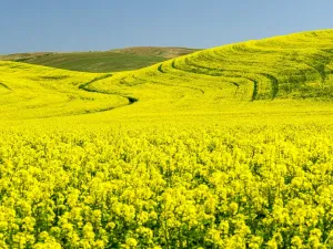 Canola Field Spring Landscape Print