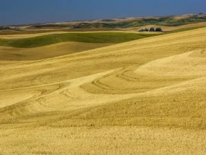 Fields during harvest Print - Harvest Landscape Photography